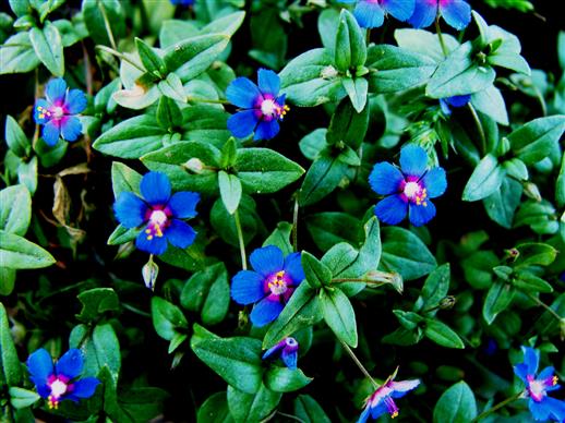 Lysimachia arvensis var. caerulea